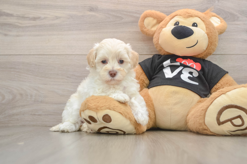 Best Maltipoo Baby