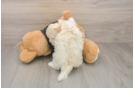 Smart Maltipoo Poodle Mix Pup