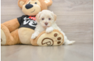 Maltipoo Puppy for Adoption