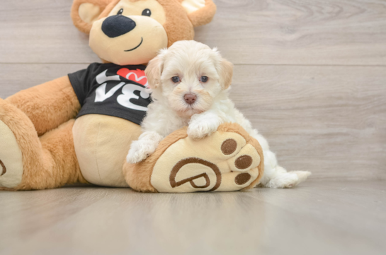 Maltipoo Puppy for Adoption