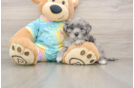 Maltipoo Puppy for Adoption