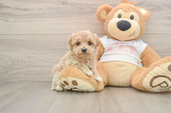 Best Maltipoo Baby