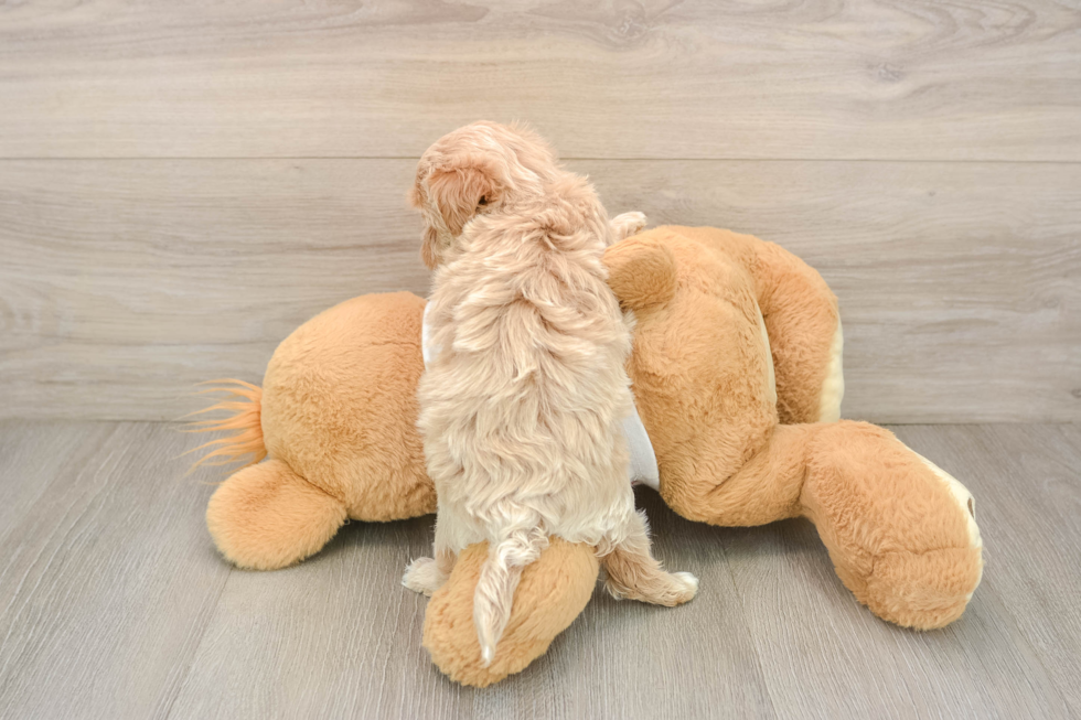 Sweet Maltipoo Baby