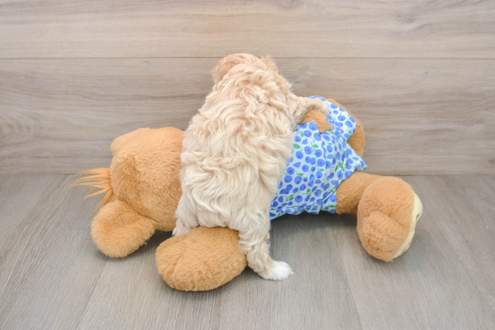 Smart Maltipoo Poodle Mix Pup