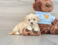 8 week old Maltipoo Puppy For Sale - Seaside Pups