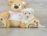 8 week old Maltipoo Puppy For Sale - Seaside Pups