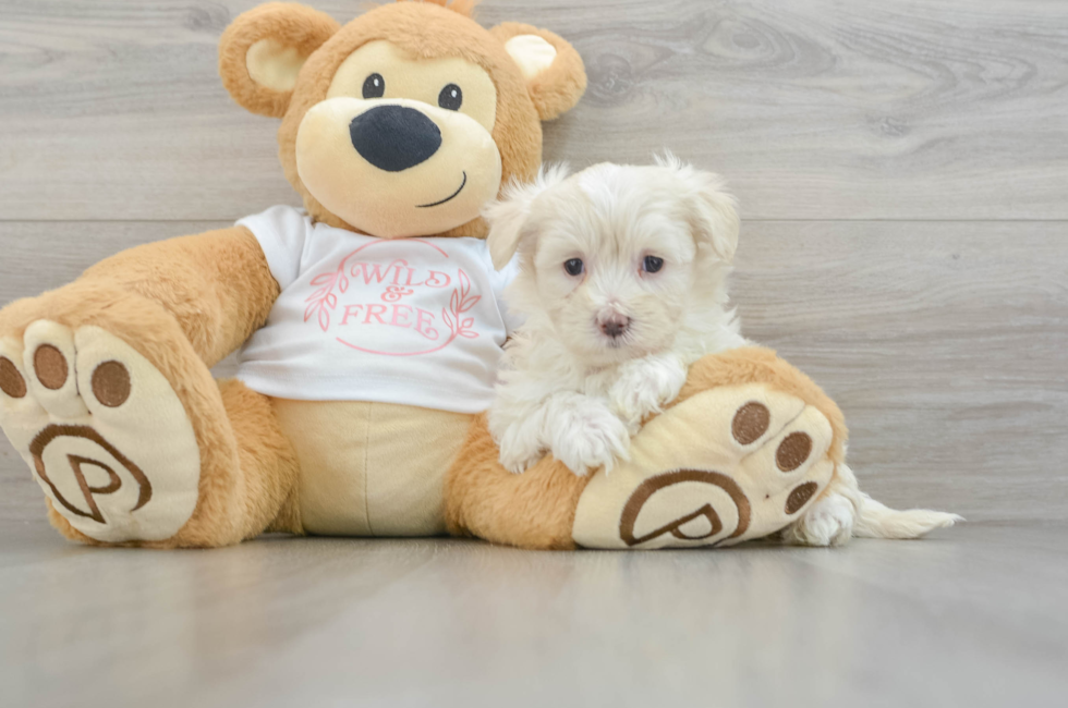 6 week old Maltipoo Puppy For Sale - Seaside Pups