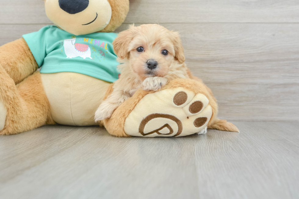 Sweet Maltipoo Baby