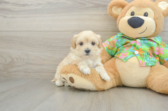 Maltipoo Puppy for Adoption