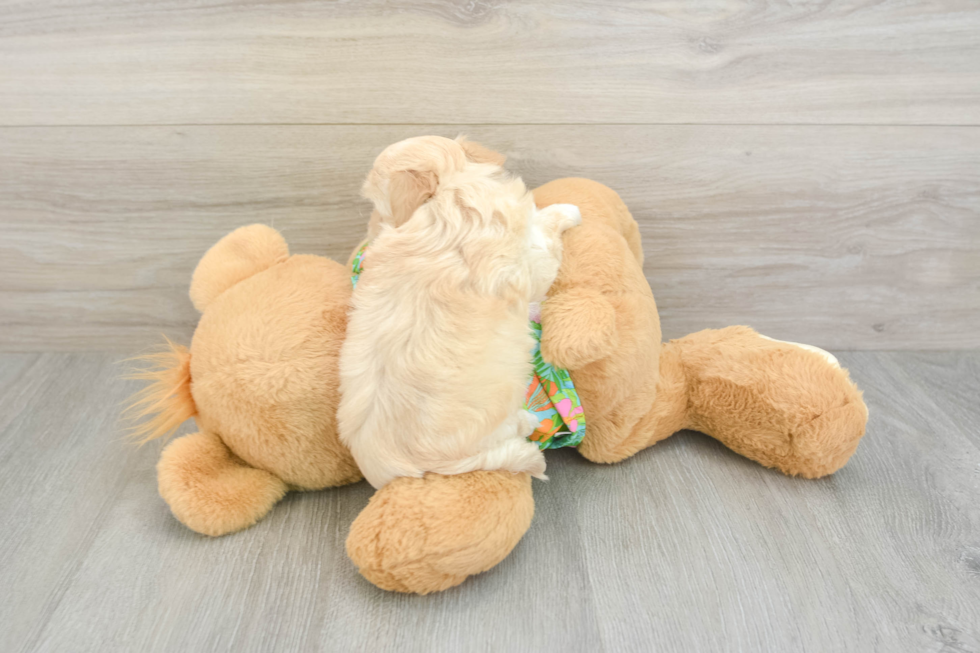 Sweet Maltipoo Baby