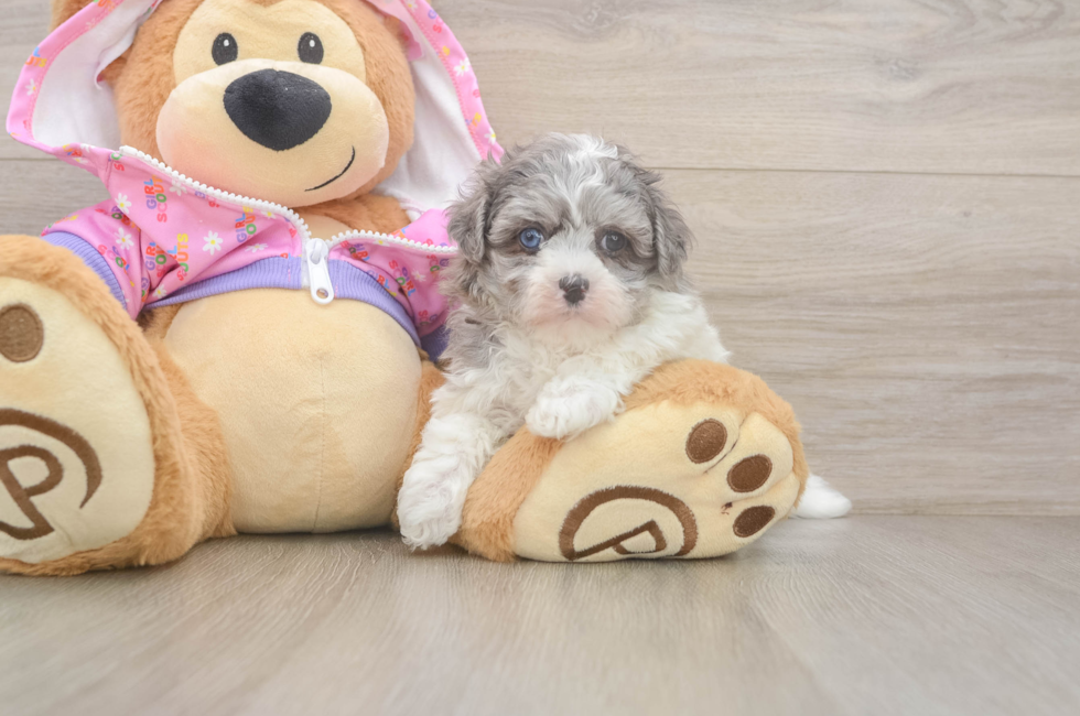 5 week old Maltipoo Puppy For Sale - Seaside Pups