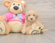 6 week old Maltipoo Puppy For Sale - Seaside Pups