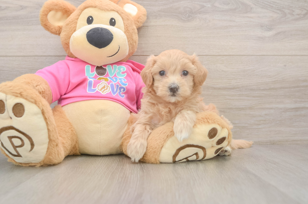 5 week old Maltipoo Puppy For Sale - Seaside Pups