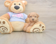 8 week old Maltipoo Puppy For Sale - Seaside Pups