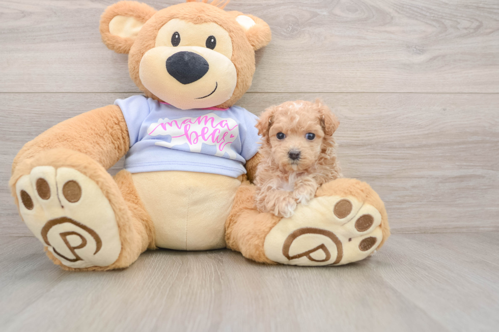 Energetic Malt a Poo Poodle Mix Puppy