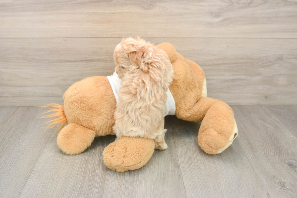 Funny Maltipoo Poodle Mix Pup