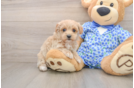 Maltipoo Puppy for Adoption