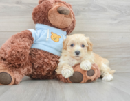 8 week old Maltipoo Puppy For Sale - Seaside Pups