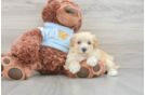 Best Maltipoo Baby