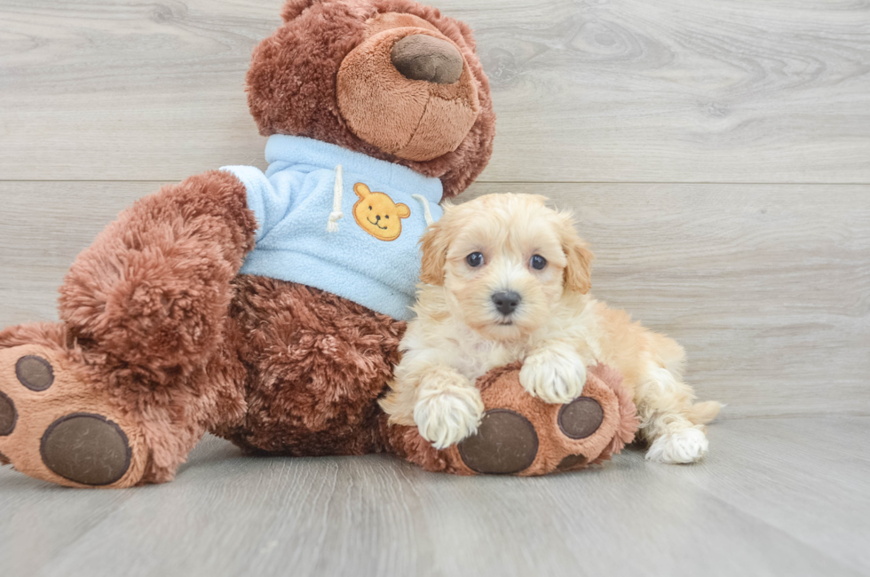 8 week old Maltipoo Puppy For Sale - Seaside Pups