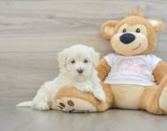 8 week old Maltipoo Puppy For Sale - Seaside Pups