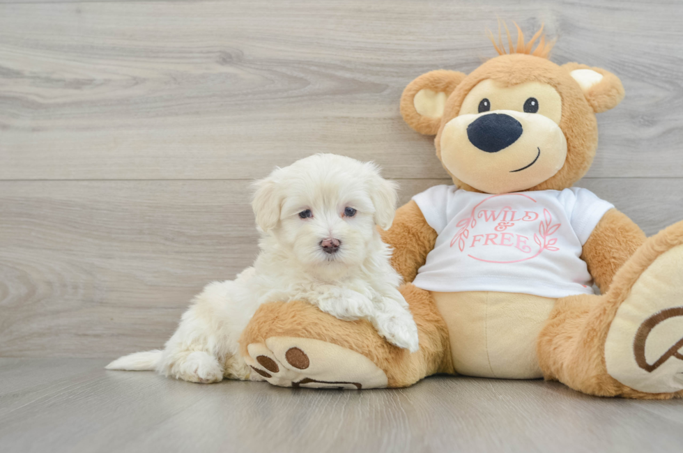 6 week old Maltipoo Puppy For Sale - Seaside Pups