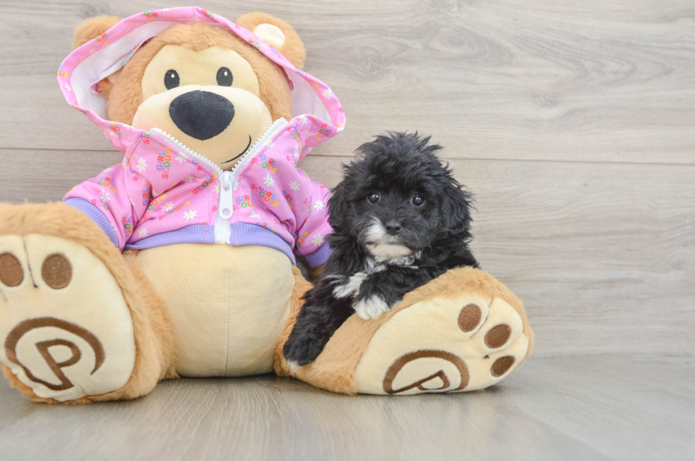 5 week old Maltipoo Puppy For Sale - Seaside Pups