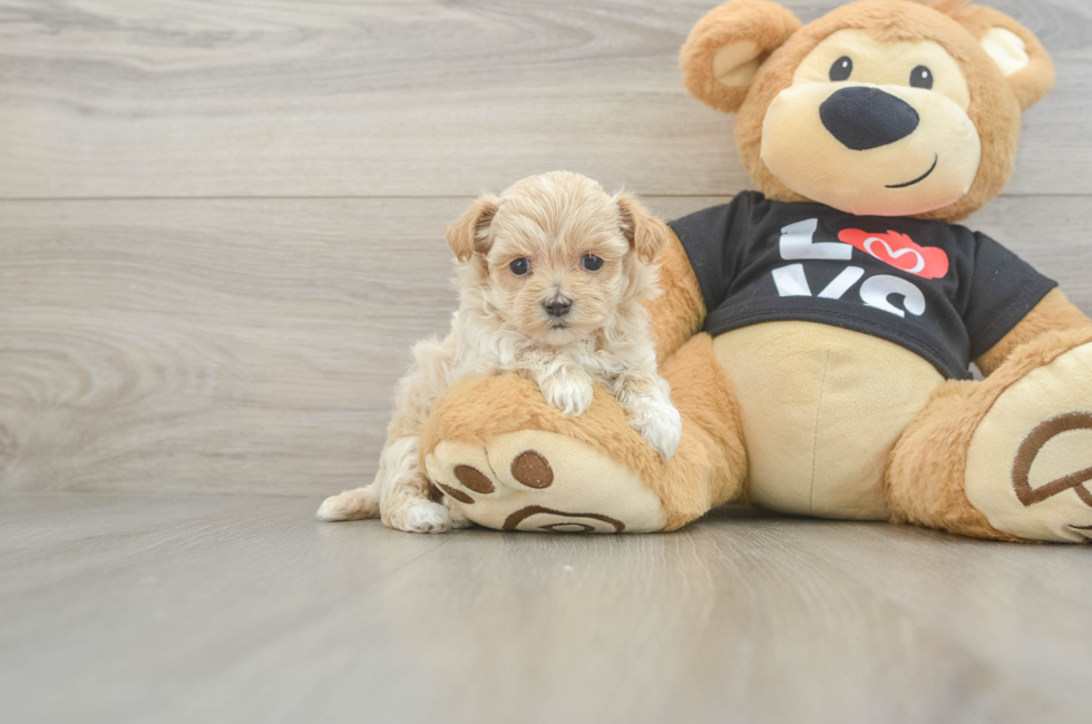 6 week old Maltipoo Puppy For Sale - Seaside Pups