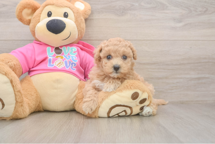 Energetic Maltidoodle Poodle Mix Puppy