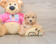 6 week old Maltipoo Puppy For Sale - Seaside Pups