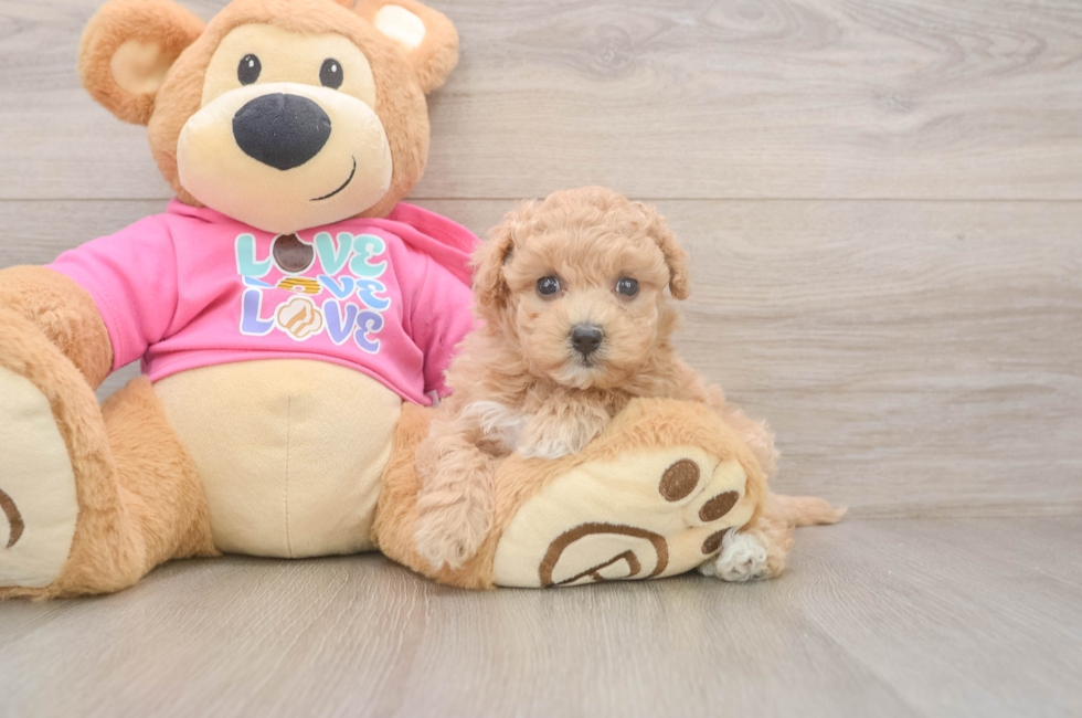 5 week old Maltipoo Puppy For Sale - Seaside Pups