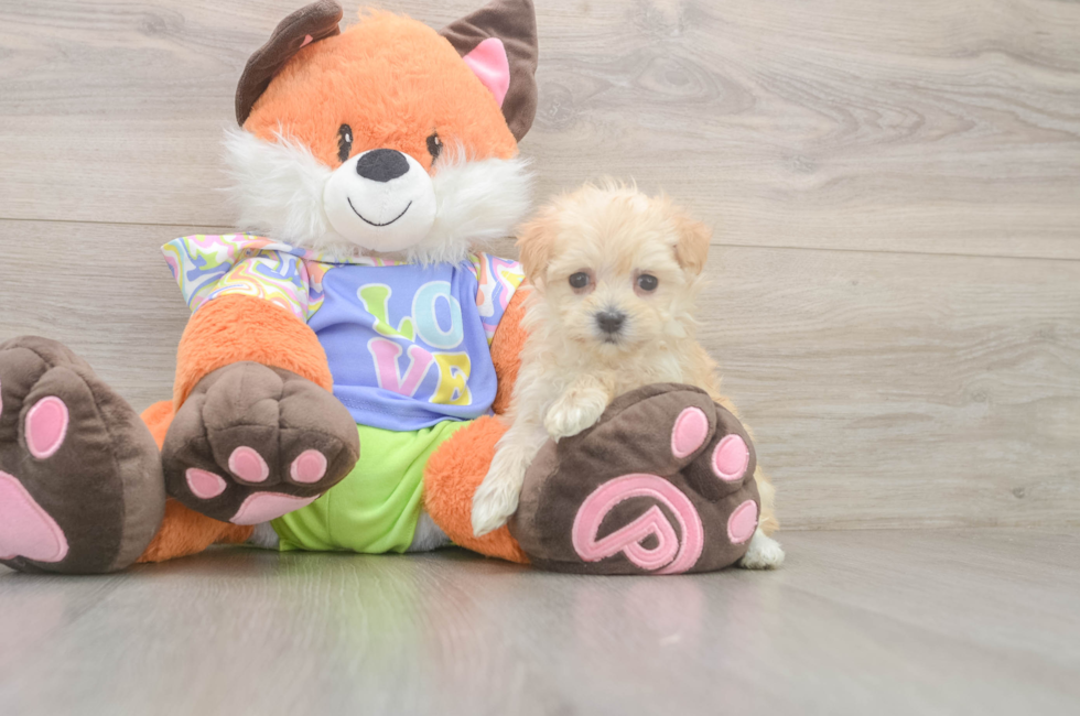 5 week old Maltipoo Puppy For Sale - Seaside Pups