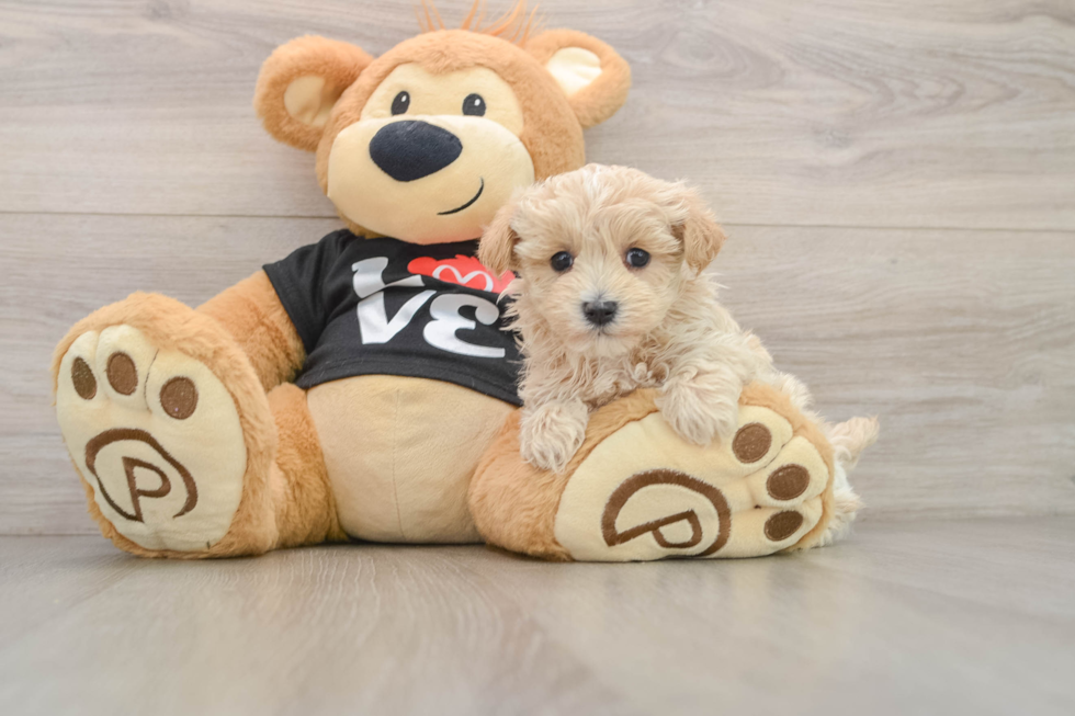 Maltipoo Puppy for Adoption