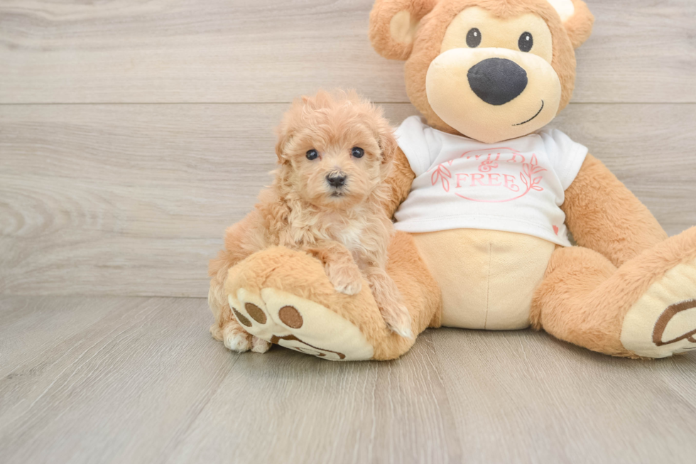 Best Maltipoo Baby