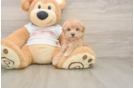 Maltipoo Pup Being Cute