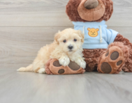 8 week old Maltipoo Puppy For Sale - Seaside Pups