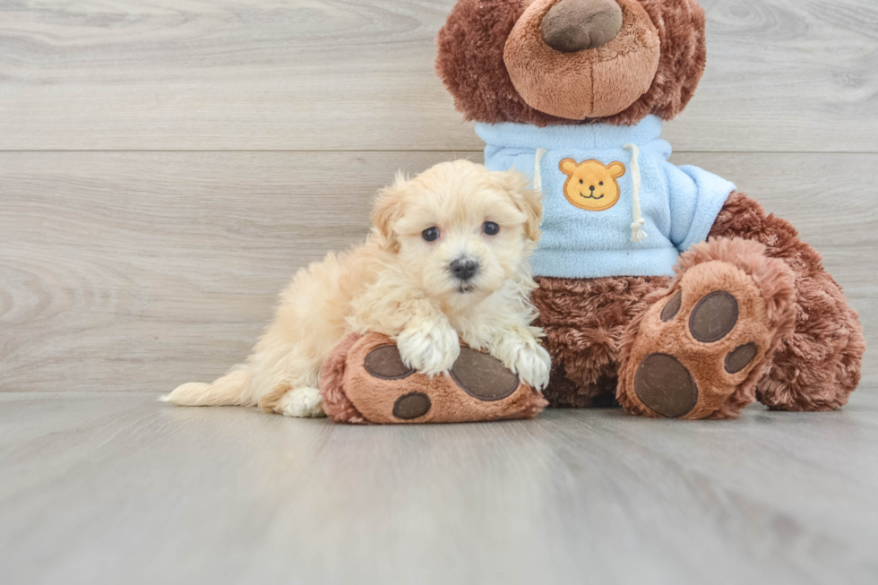 Maltipoo Puppy for Adoption