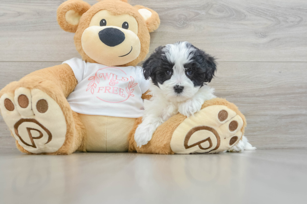 6 week old Maltipoo Puppy For Sale - Seaside Pups