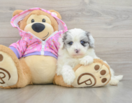 9 week old Maltipoo Puppy For Sale - Seaside Pups
