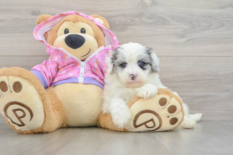 5 week old Maltipoo Puppy For Sale - Seaside Pups