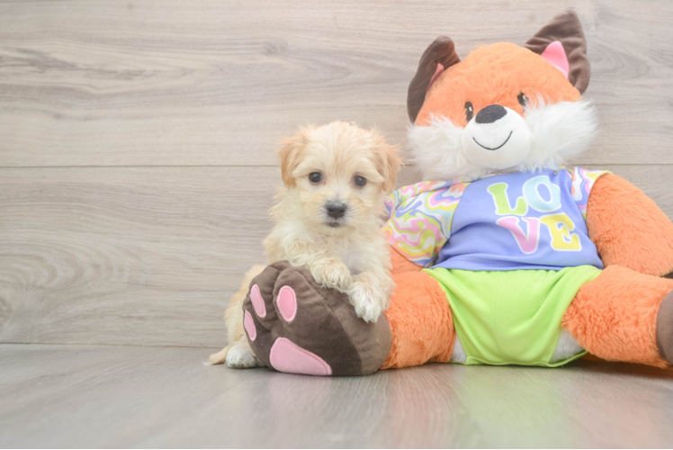 Happy Maltipoo Baby