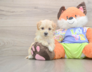 8 week old Maltipoo Puppy For Sale - Seaside Pups