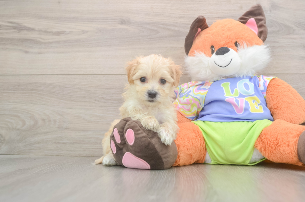 5 week old Maltipoo Puppy For Sale - Seaside Pups