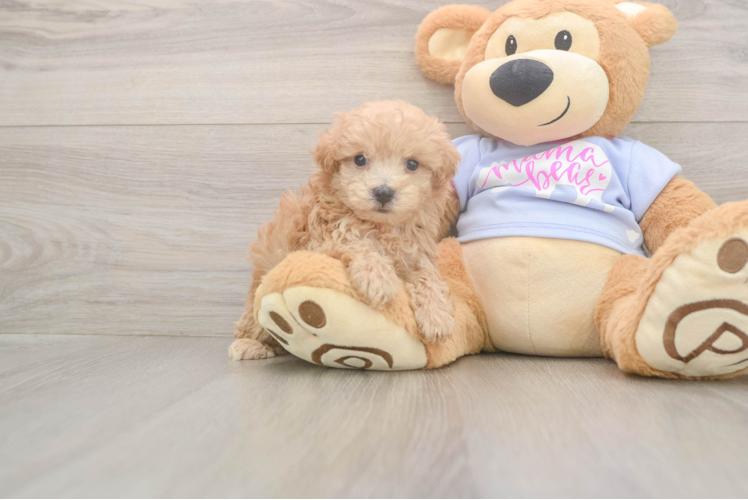 Maltipoo Pup Being Cute