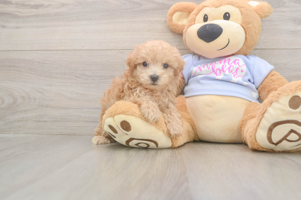 Maltipoo Pup Being Cute