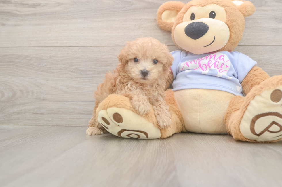 5 week old Maltipoo Puppy For Sale - Seaside Pups