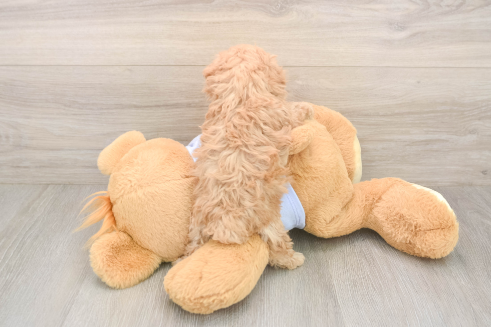 Friendly Maltipoo Baby