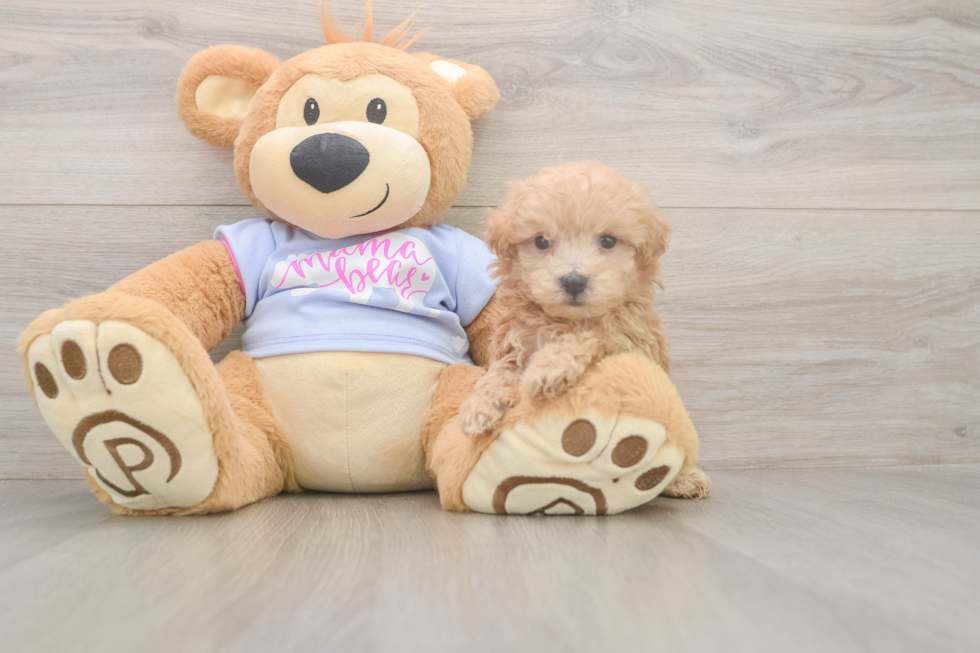 Cute Maltipoo Baby