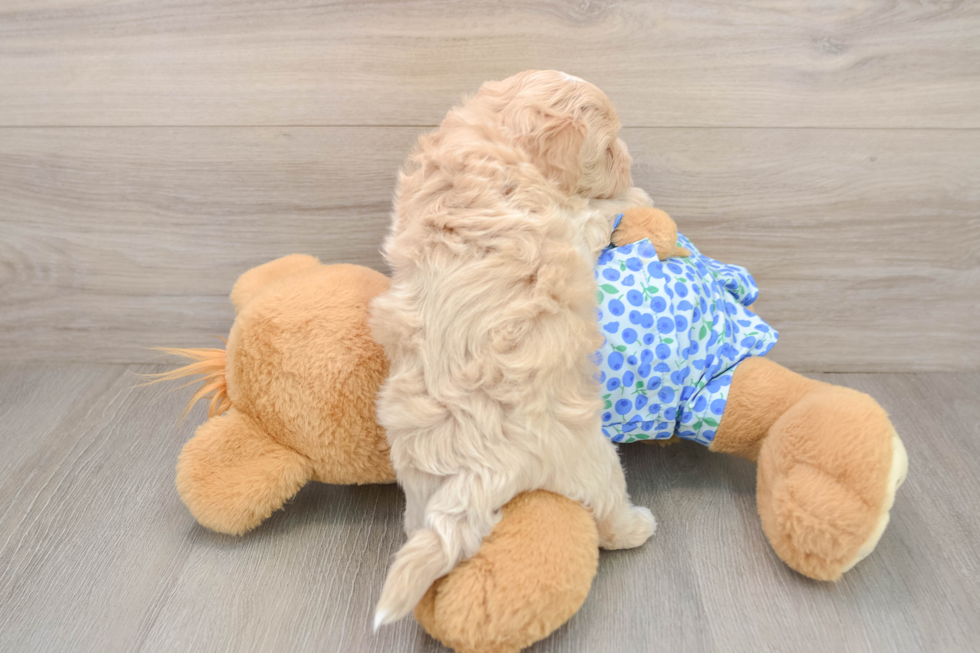 Popular Maltipoo Poodle Mix Pup