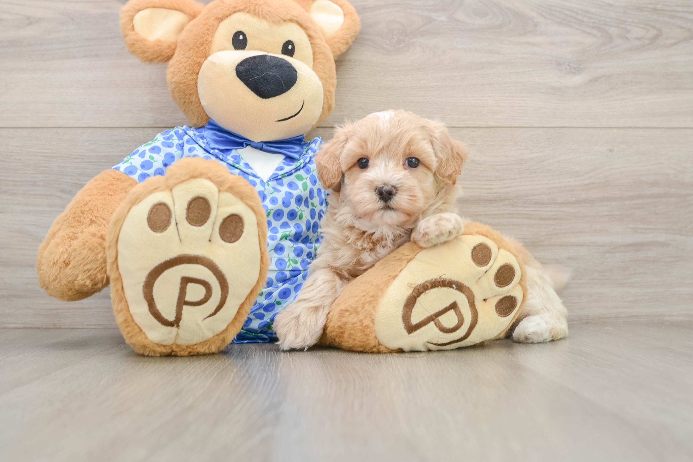 Best Maltipoo Baby